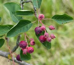 Attēlu rezultāti vaicājumam “Amelanchier spicata”