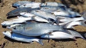 Image result for Chelon tricuspidens