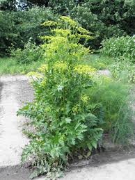 Image result for Pastinaca sativa