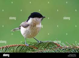 Attēlu rezultāti vaicājumam “Poecile palustris”