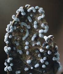 Attēlu rezultāti vaicājumam “Diderma cinereum spores”