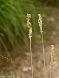 Attēlu rezultāti vaicājumam “Koeleria glauca flower”