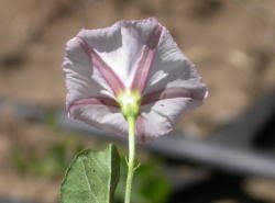 Attēlu rezultāti vaicājumam “Convolvulus arvensis flower”