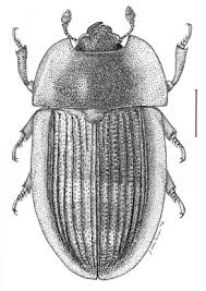 Attēlu rezultāti vaicājumam “Nitidulidae”