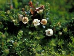 Attēlu rezultāti vaicājumam “Gaultheria cuneata”