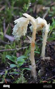 Attēlu rezultāti vaicājumam “Monotropa hypopitys flower”