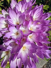 Attēlu rezultāti vaicājumam “Colchicum autumnale”