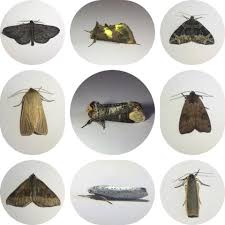 Attēlu rezultāti vaicājumam “Pandemis cinnamomeana female”