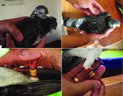 Attēlu rezultāti vaicājumam “Columba livia f. domestica adult”