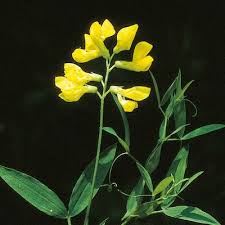 Attēlu rezultāti vaicājumam “Lathyrus pratensis fruit”