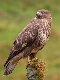 Attēlu rezultāti vaicājumam “Buteo buteo”