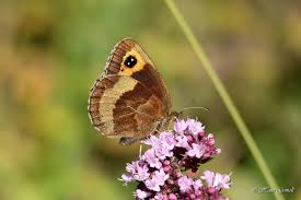 Attēlu rezultāti vaicājumam “Erebia aethiops upperside”