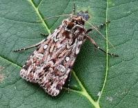Attēlu rezultāti vaicājumam “Lycophotia porphyrea”