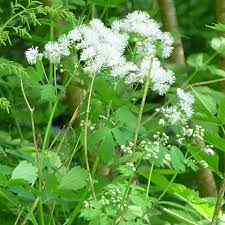Attēlu rezultāti vaicājumam “Thalictrum lucidum flower”