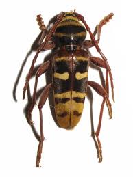 Attēlu rezultāti vaicājumam “Plagionotus detritus imago”