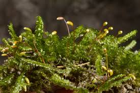 Attēlu rezultāti vaicājumam “Plagiothecium latebricola macro”
