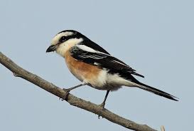 Image result for Lanius nubicus