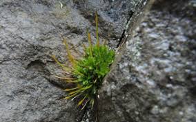 Attēlu rezultāti vaicājumam “Tortula subulata”