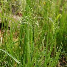 Attēlu rezultāti vaicājumam “Glyceria striata fruit”