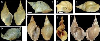 Attēlu rezultāti vaicājumam “Lymnaea stagnalis”