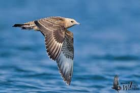 Attēlu rezultāti vaicājumam “Stercorarius parasiticus adult”