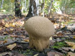 Attēlu rezultāti vaicājumam “Calvatia excipuliformis”