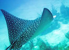 Image result for Aetobatus narinari