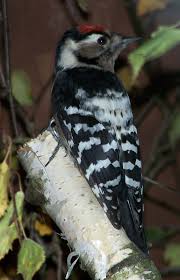 Attēlu rezultāti vaicājumam “Dendrocopos minor male”