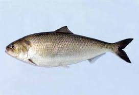 Image result for Alosa alabamae