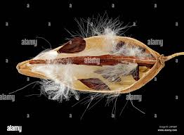 Attēlu rezultāti vaicājumam “Vincetoxicum hirundinaria fruit”