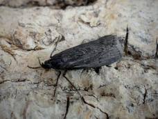 Attēlu rezultāti vaicājumam “Ortholepis betulae”