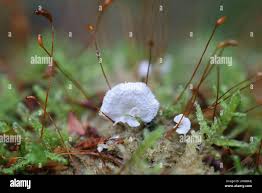 Attēlu rezultāti vaicājumam “Arrhenia retiruga”