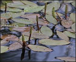 Attēlu rezultāti vaicājumam “Potamogeton natans leaf”