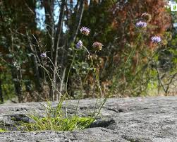 Attēlu rezultāti vaicājumam “Jasione montana leaf”