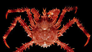 Image result for Lithodes maja