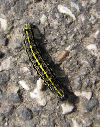 Attēlu rezultāti vaicājumam “Orthosia miniosa”