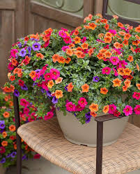 Image result for Petunie