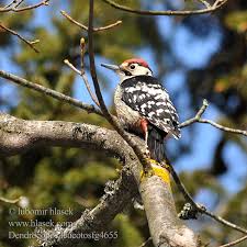 Attēlu rezultāti vaicājumam “Dendrocopos leucotos male”