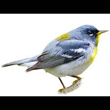 Image result for Parula americana