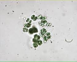 Attēlu rezultāti vaicājumam “Gloeocapsa rupestris”