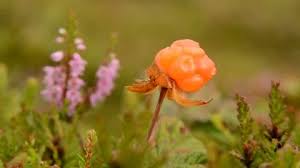 Attēlu rezultāti vaicājumam “Rubus chamaemorus flower”