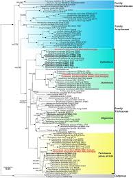 Attēlu rezultāti vaicājumam “Perichaena depressa sessile”