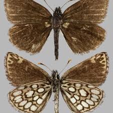 Attēlu rezultāti vaicājumam “Heteropterus morpheus”