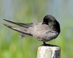 Attēlu rezultāti vaicājumam “Chlidonias niger”