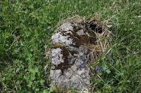 Attēlu rezultāti vaicājumam “Schistidium dupretii”