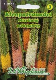 Image result for Steppenkerze