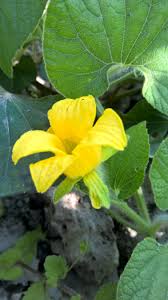 Attēlu rezultāti vaicājumam “Thladiantha dubia flower”