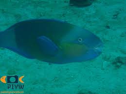 Image result for Chlorurus sordidus