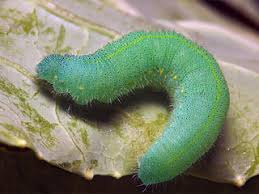 Attēlu rezultāti vaicājumam “Pieris rapae larva”