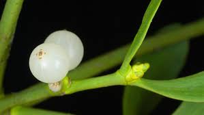 Attēlu rezultāti vaicājumam “Viscum album female flower”